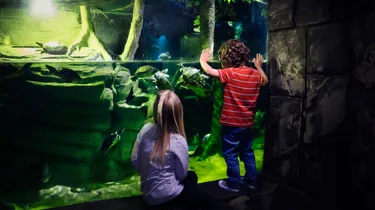 Children At Turtle Tank