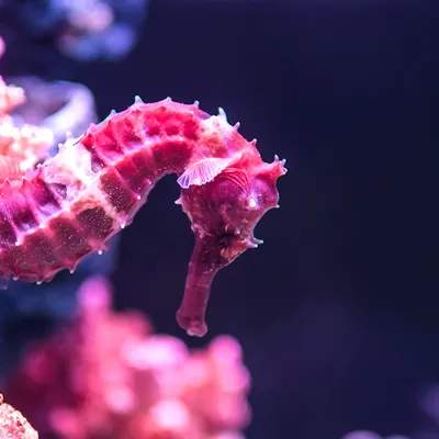 Pink Seahorse