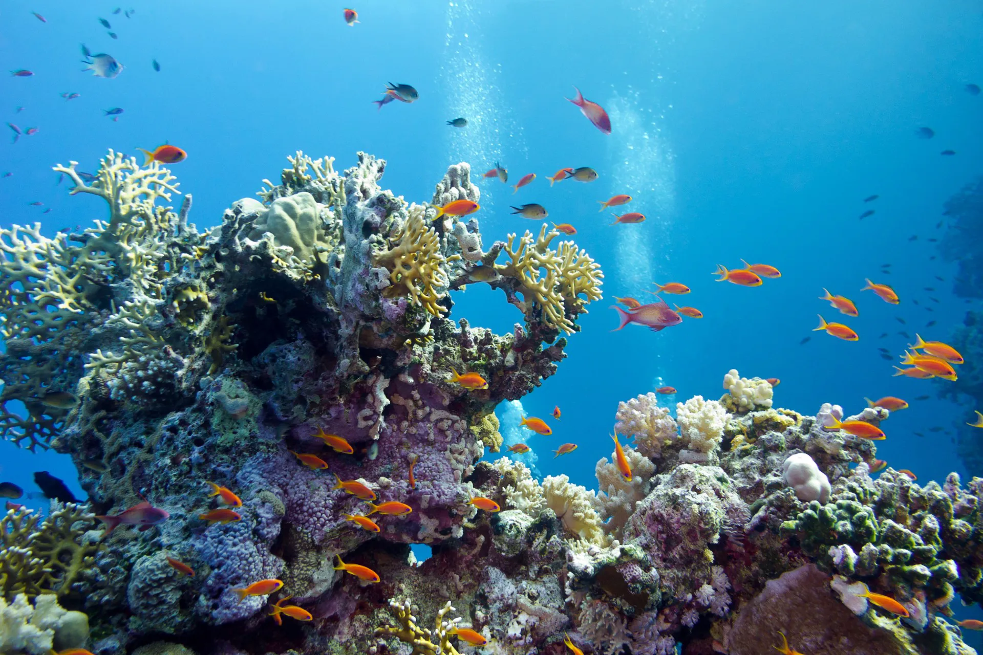 Coral Reefs 1920X1280 Website Header