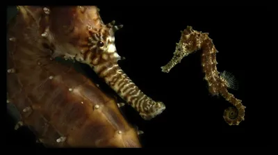 Baby Seahorse