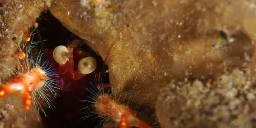 Spiny Lobster