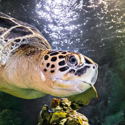 Turtle