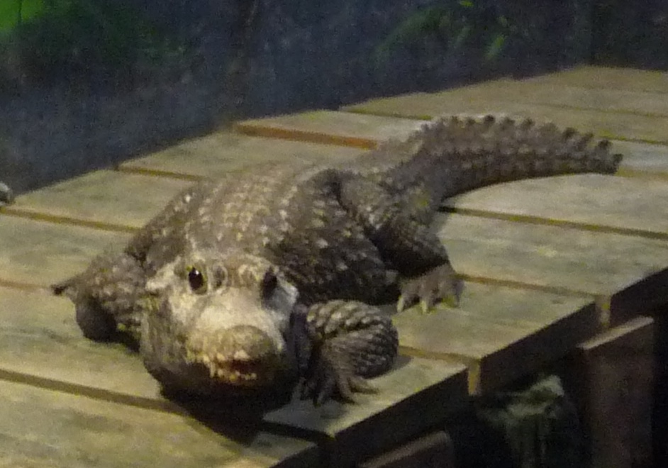 Crocodile 2