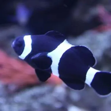 Black Clownfish