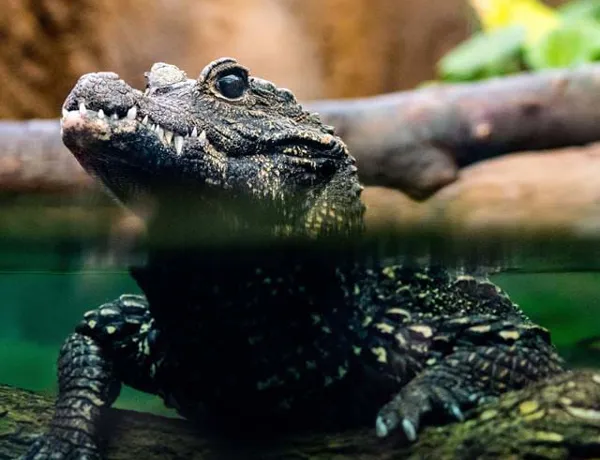 Sea Life London Crocodile