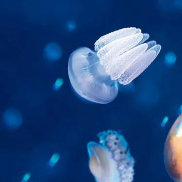 Jellyfish floating