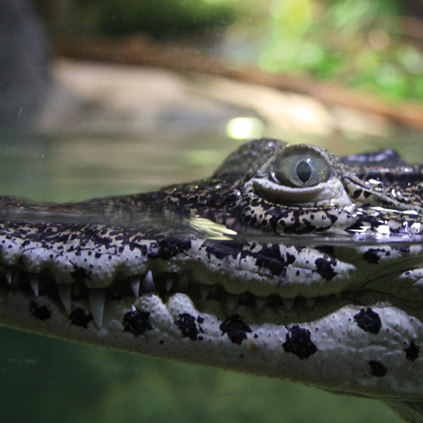 Close Up Croc