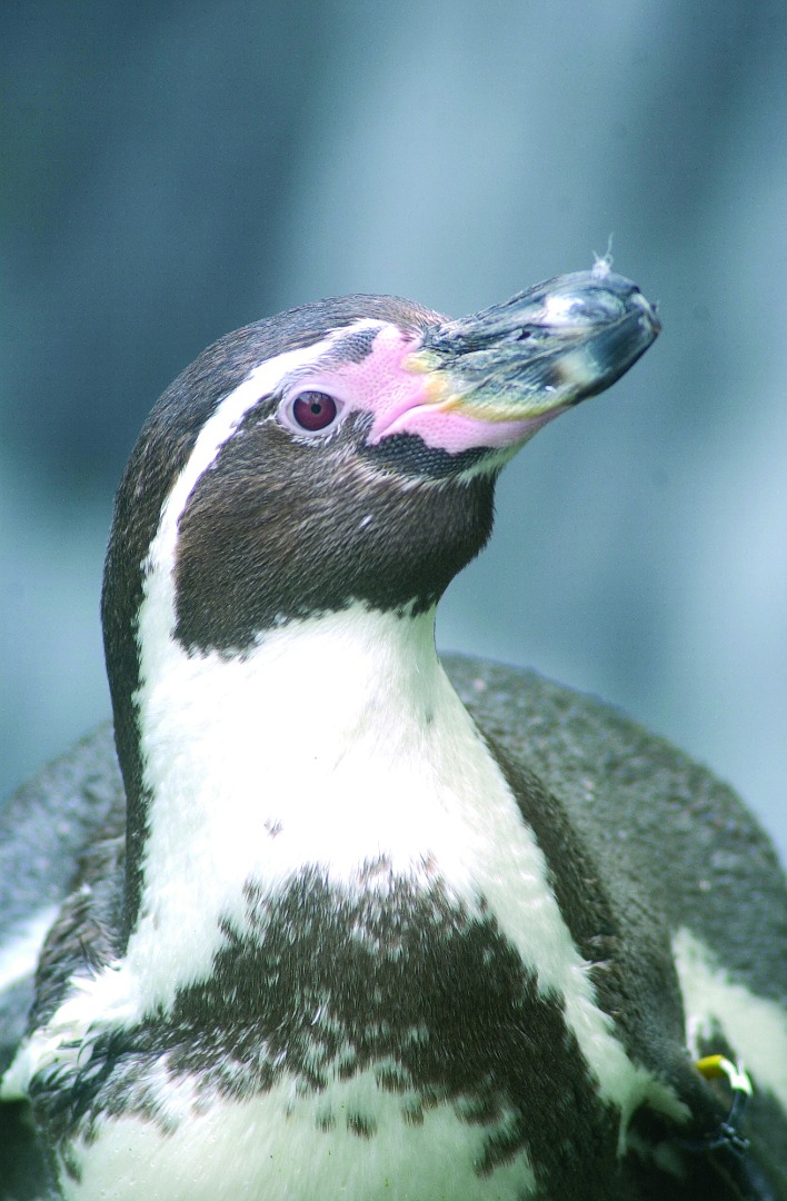 6452 Humboldt Penguin 3