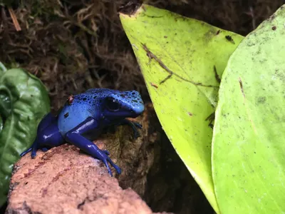 Poison Dart Frog