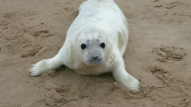 GY Seal