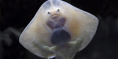 Baby Rays at SEA LIFE Great Yarmouth