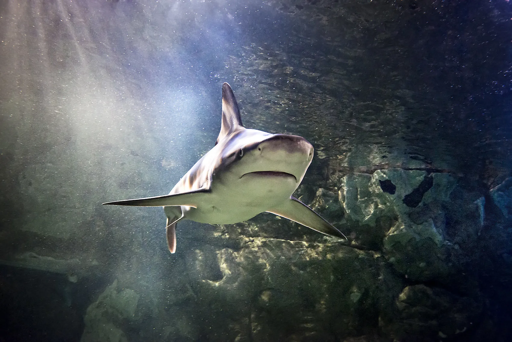 Black Tip Shark