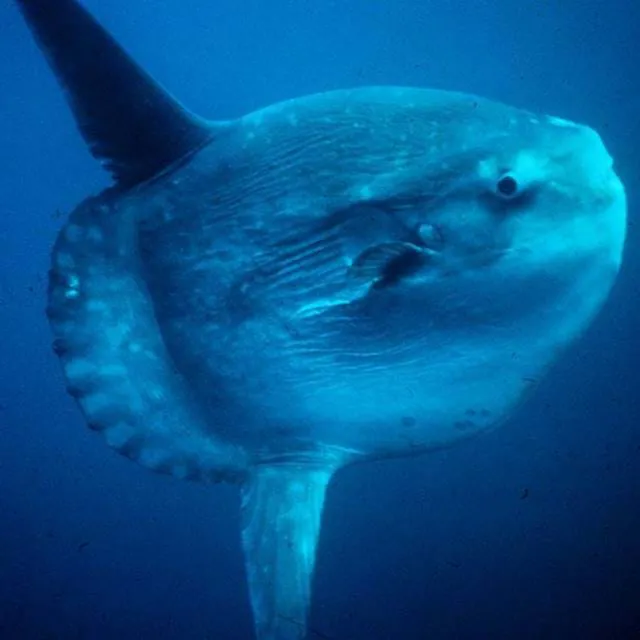 Mola Mola