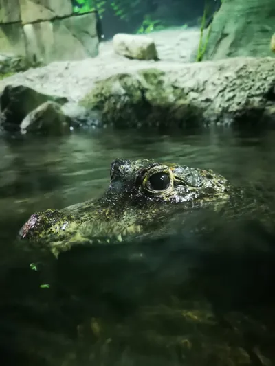 Croc 2