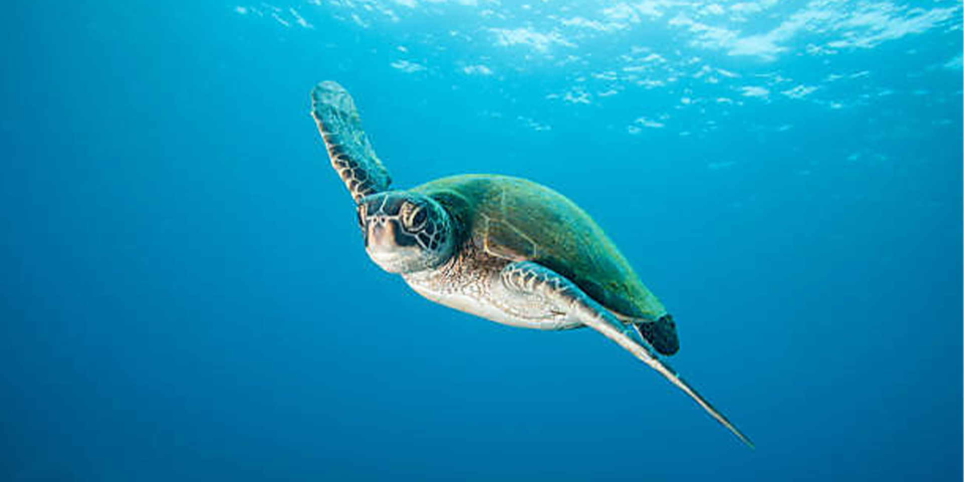 Anytime Entry Ticket Green Sea Turtle