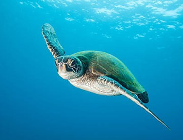 Anytime Entry Ticket Green Sea Turtle