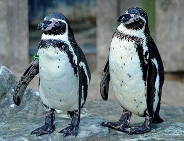 Pair of Penguins at SEA LIFE