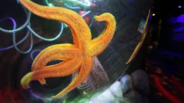 Starfish