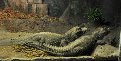 Crocodiles at SEA LIFE G reat Yarmouth