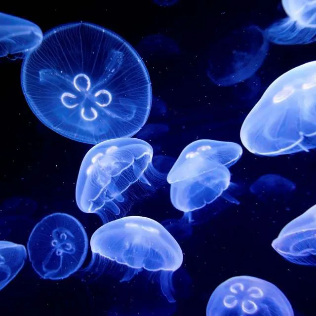 Sealife Moon Jellyfish Aurelia Aurita4