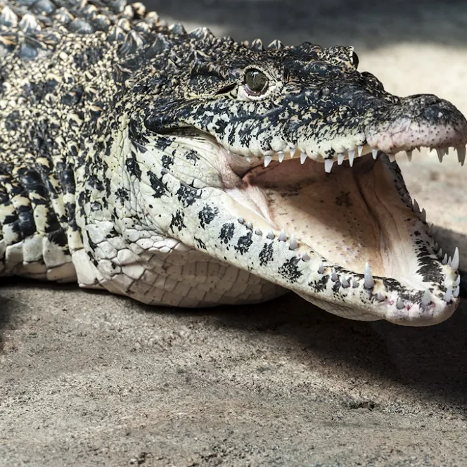 Cuban Crocodile | SEA LIFE Hanover