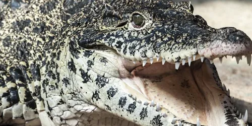 Krokodil