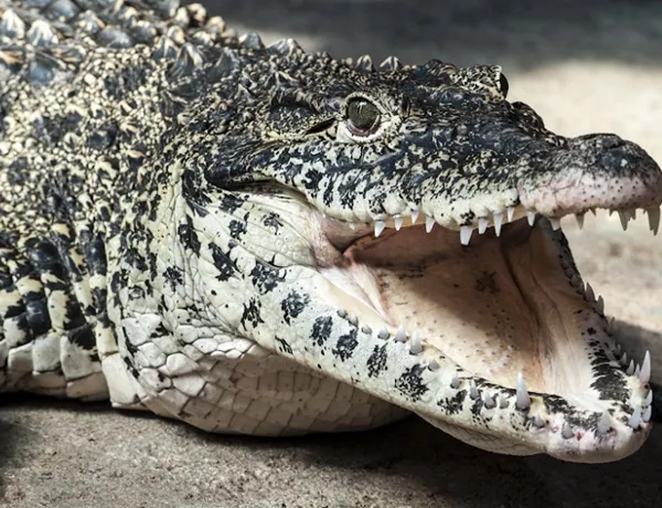 Krokodil