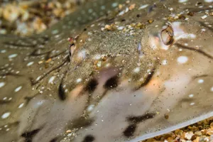 Marmorrochen im Sand des Aquariums im SEA LIFE Hannover