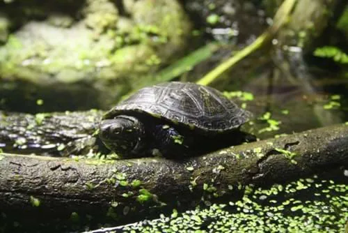 Eine Sumpfschildkröte im SEA LIFE Hannover