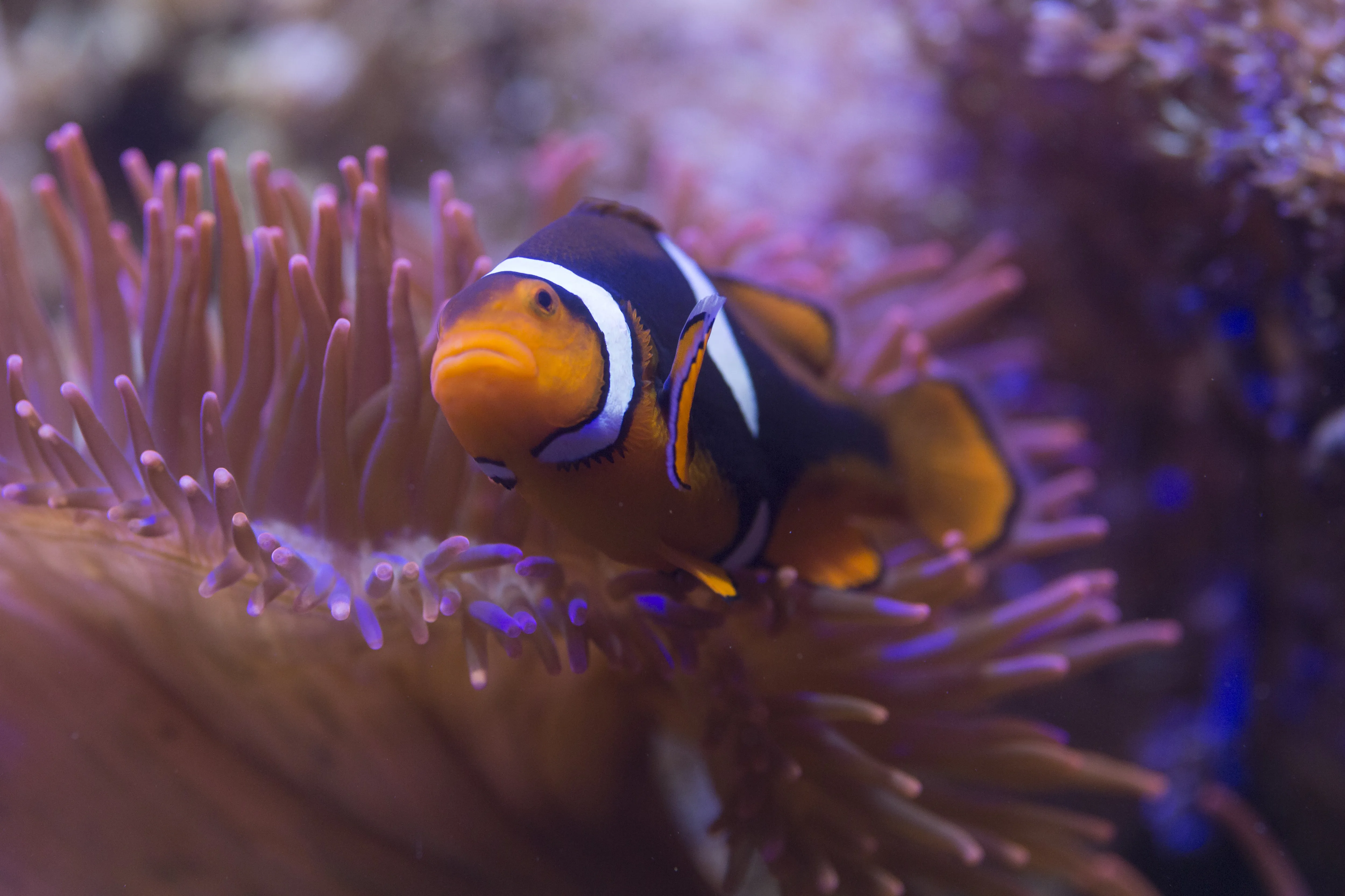 Ein Anemonenfisch vor einer Anemone im SEA LIFE Hannover