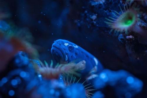 Im SEA LIFE gibt es verschiedenste Kreaturen zu entdecken