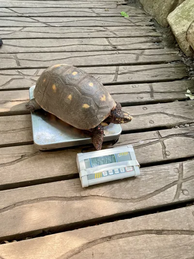Köhlerschildkröte Auf Der Waage