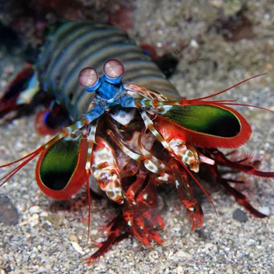 mantis shrimp for sale uk