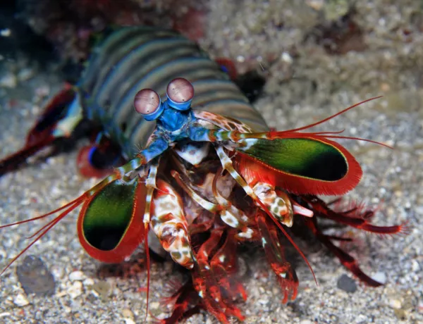Ein bunter Fangschreckenkrebs im SEA LIFE Hannover