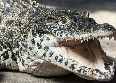 Kuba Krokodil