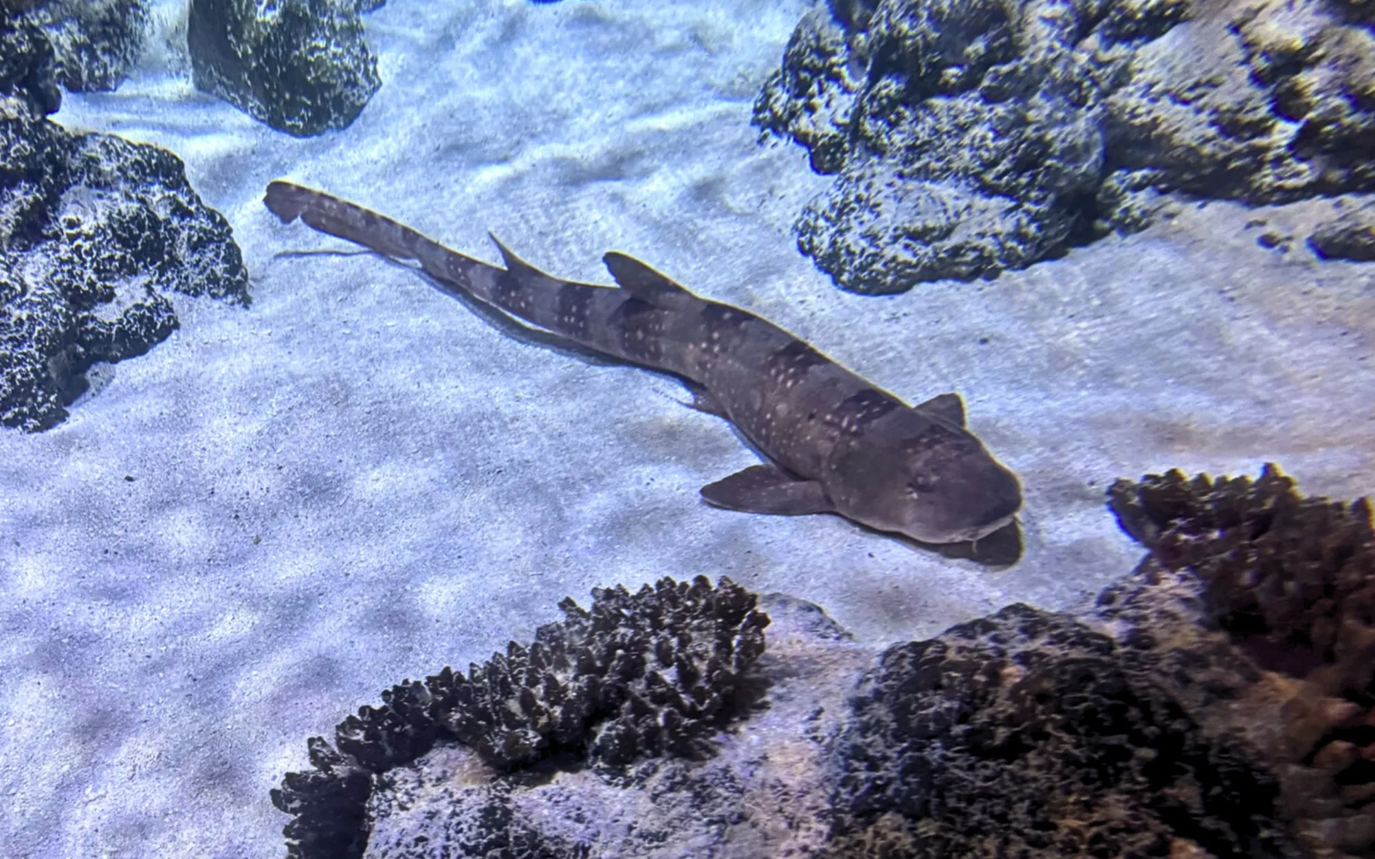 Bambushai