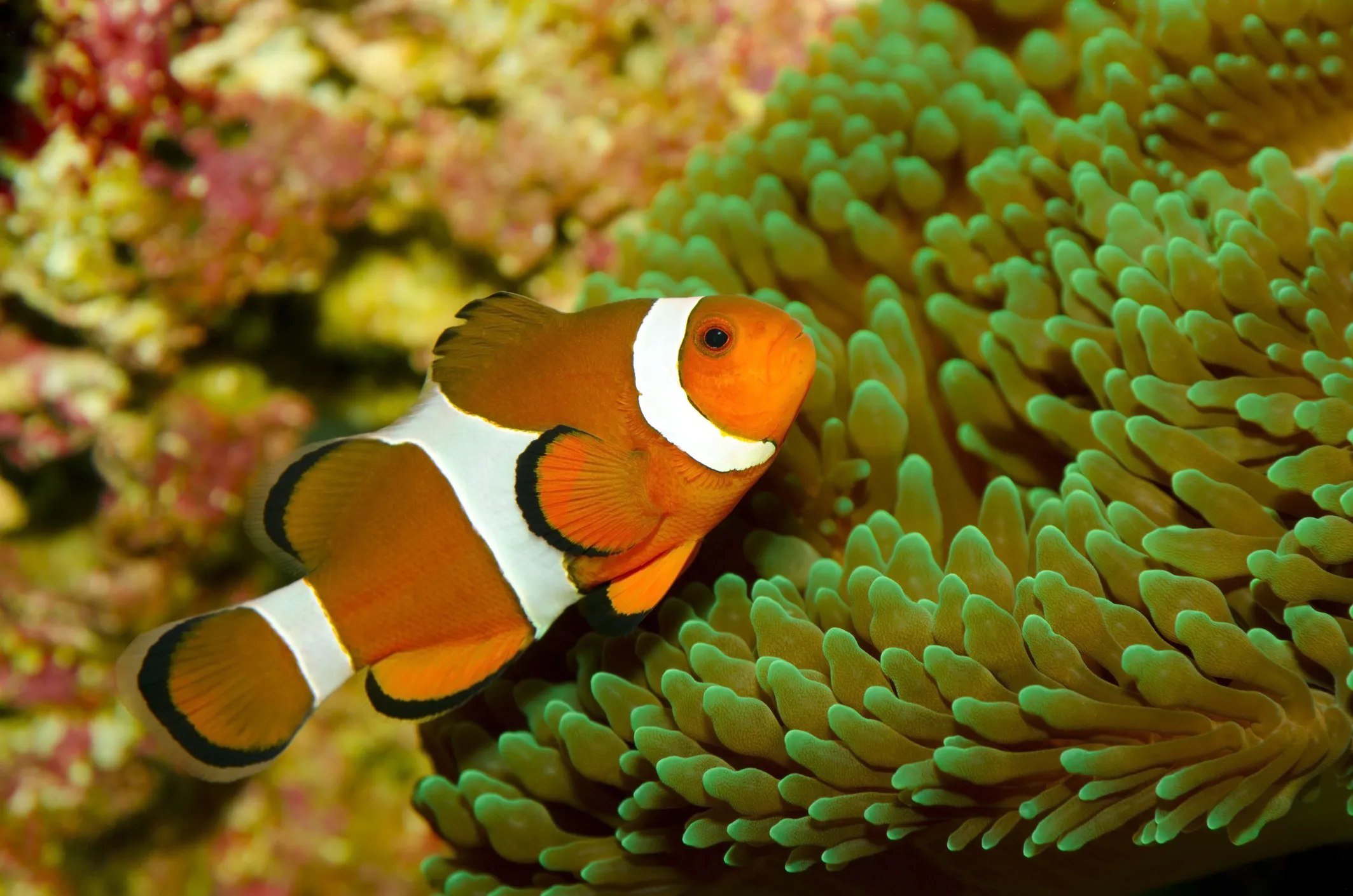 Clownfisch in einer Anemone im SEA LIFE Hannover