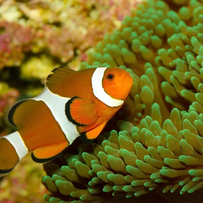 Clownfisch in einer Anemone im SEA LIFE Hannover