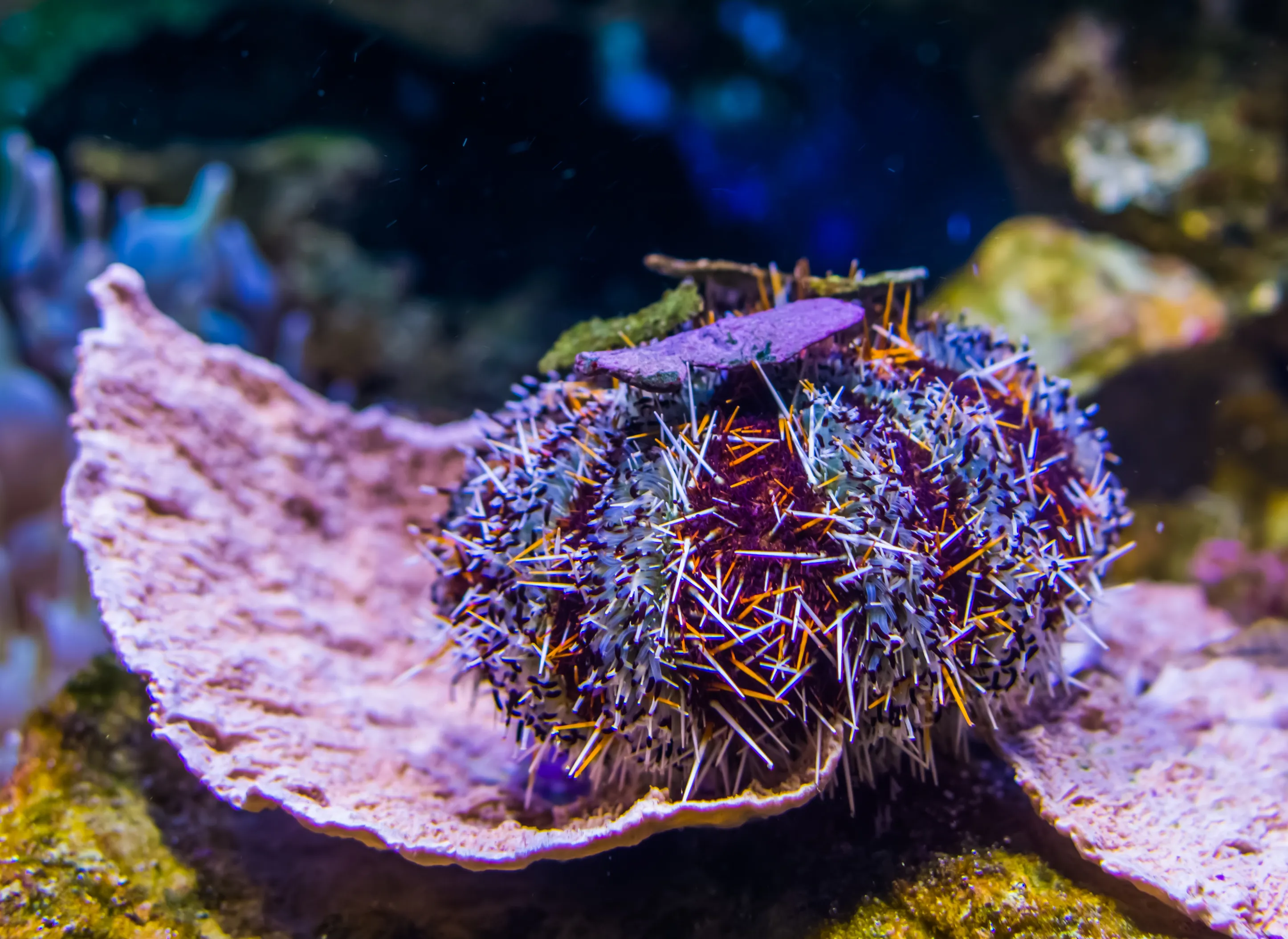 Seeigel Tripneustes Gratilla