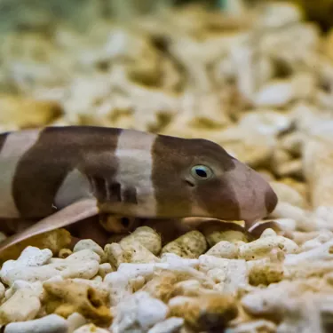 10577 Brown Banded Bamboo Shark 2