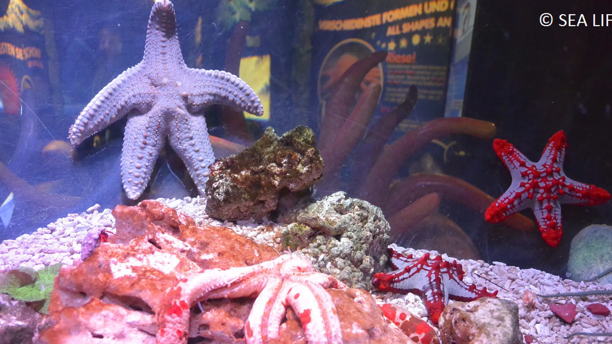 Seestern SEA LIFE Hannover