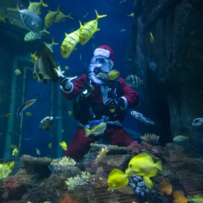Der Nikolaus taucht ab im SEA LIFE