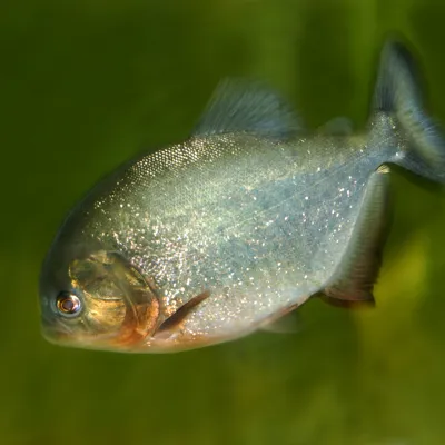 Ein junger Piranha im SEA LIFE Hannover