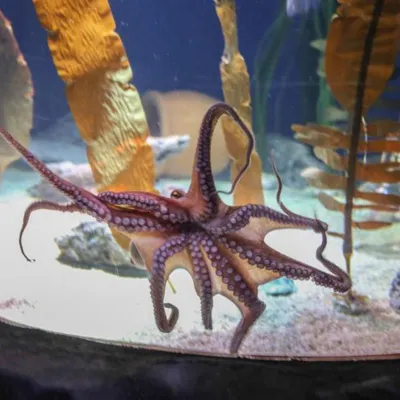 Oktopus3