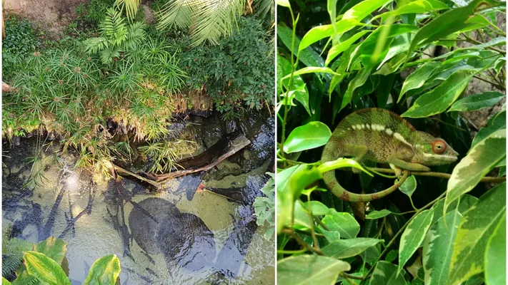Regenwald Collage