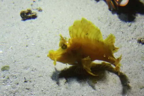 Schaukelfisch aus dem SEA LIFE Hannover