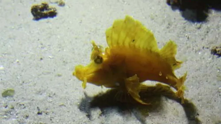 Schaukelfisch aus dem SEA LIFE Hannover