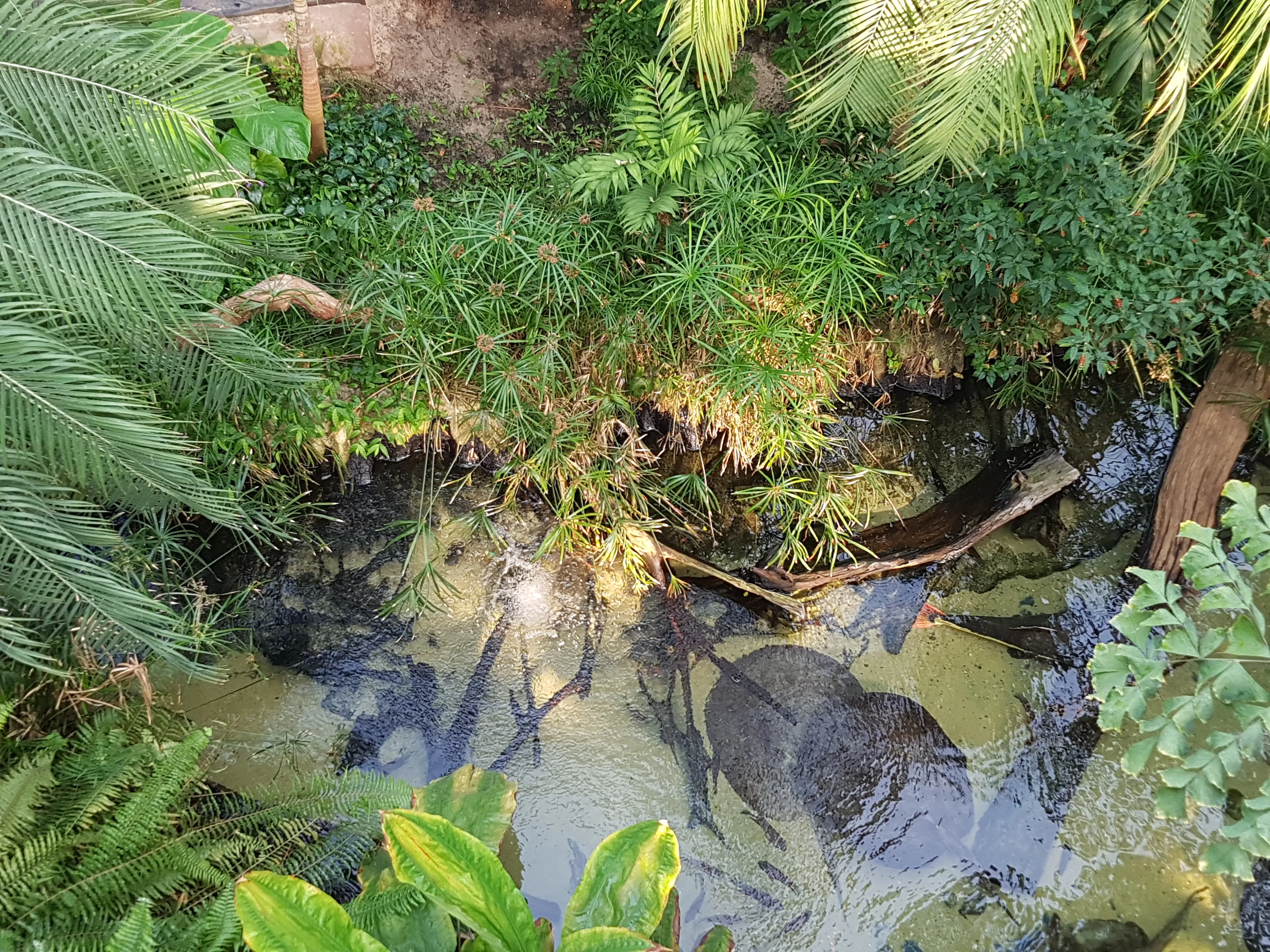 Regenwald Süßwasserstechrochen