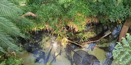 Regenwald Süßwasserstechrochen