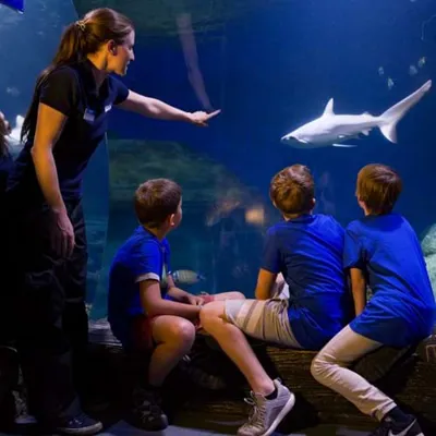 SEA LIFE bietet verschiedene Führungen für Schulen und Gruppen an